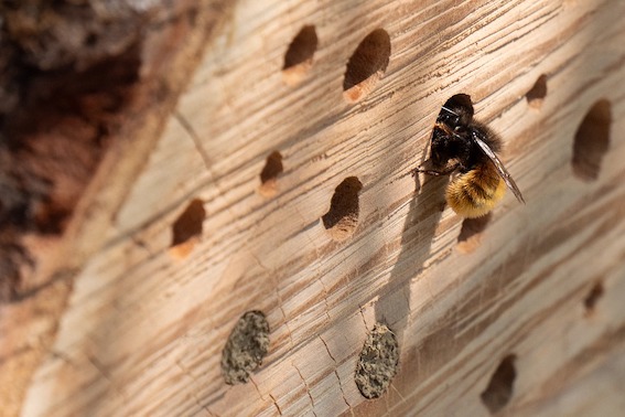 de bijen zijn gek op zo'n diy insectenhotel