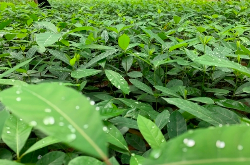 de Vietnamese boompjes die voor green friday zijn geplant, zijn nog erg jong