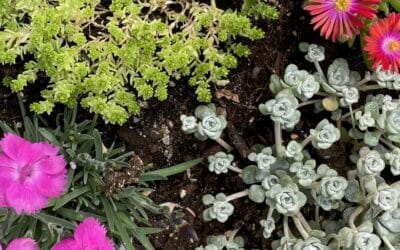 Bloemen zaaien als vertraging | Rust en lente in huis